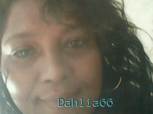 Dahlia66