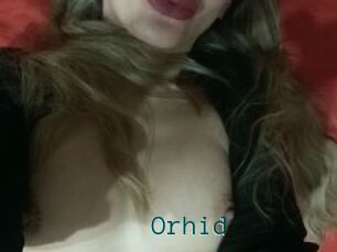 Orhid